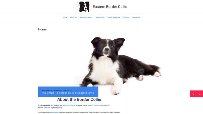 Easternborder-collie.com - Bordercollie Puppy Scam Review