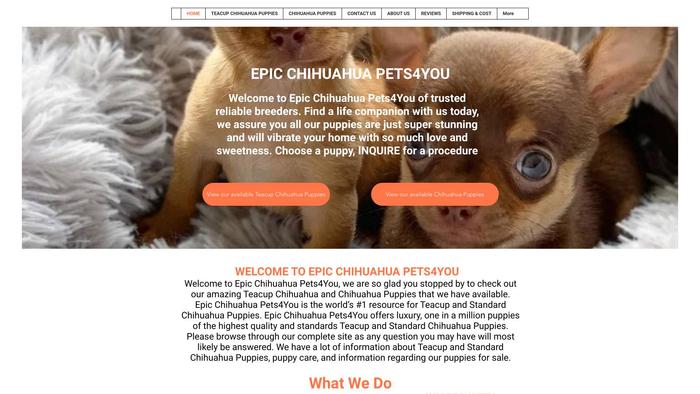 Epicchihuahuapets4you.com - Chihuahua Puppy Scam Review