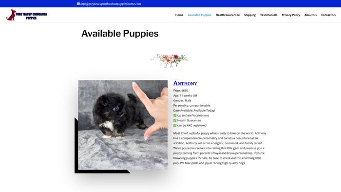 Greyteacupchihuahuapuppieshome.com - Chihuahua Puppy Scam Review