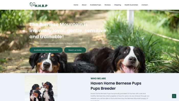 Havenhomebernesepups.com - Bernese Mountain Dog Puppy Scam Review