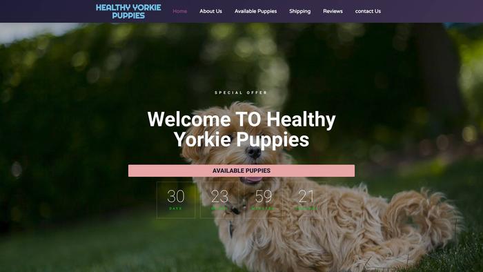 Healthy-yorkiepuppies.com - Yorkshire Terrier Puppy Scam Review