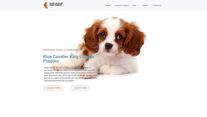 Kloecavalierkingcharlespuppies.com - Cavalier King Charles Spaniel Puppy Scam Review