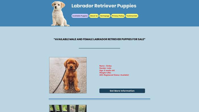 Labrador-retriever-puppies.com - Golden Retriever Puppy Scam Review