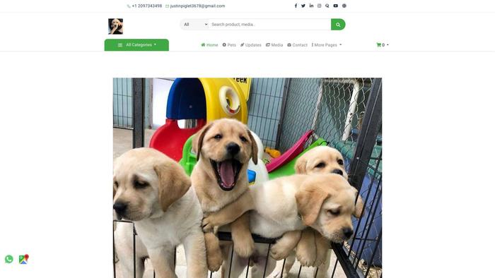 Lovelylabradorretrievers.com - Golden Retriever Puppy Scam Review