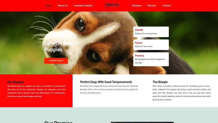 Lynettebeaglepuppies4homes.com - Beagle Puppy Scam Review