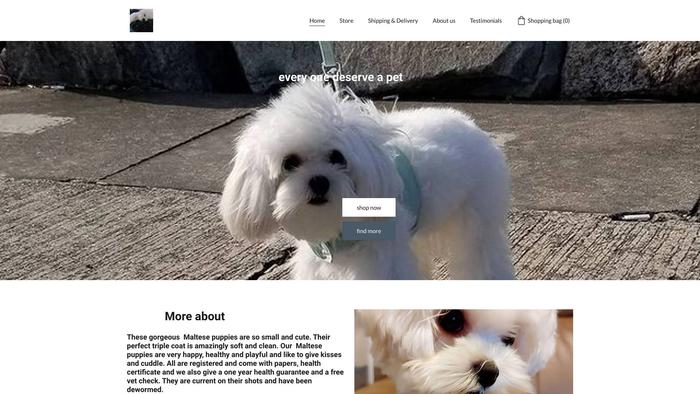 Maltesepuppiesforhomes.online - Maltese Puppy Scam Review