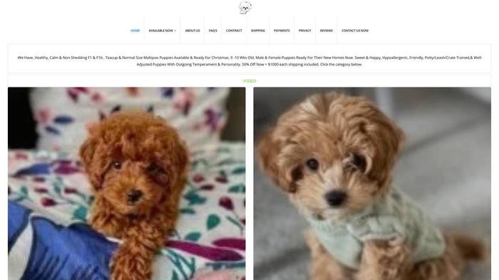 Maltipoosavailable.com - Maltipoo Puppy Scam Review