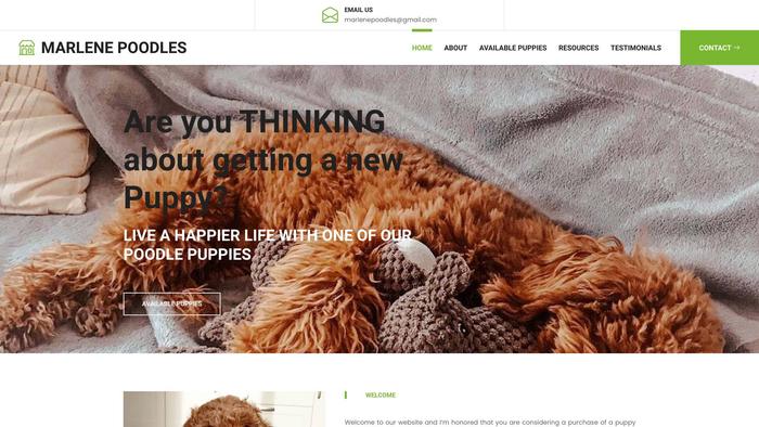 Marlenepoodles.online - Poodle Puppy Scam Review