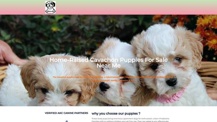 Megacavachonpuppies.com - Cavachon Puppy Scam Review