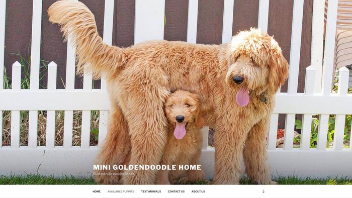 Mini-goldendoodleshome.com - Golden Doodle Puppy Scam Review