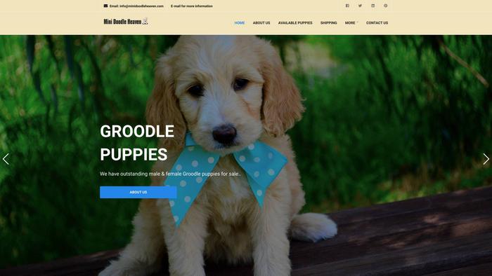 Minidoodleheaven.com - Labradoodle Puppy Scam Review