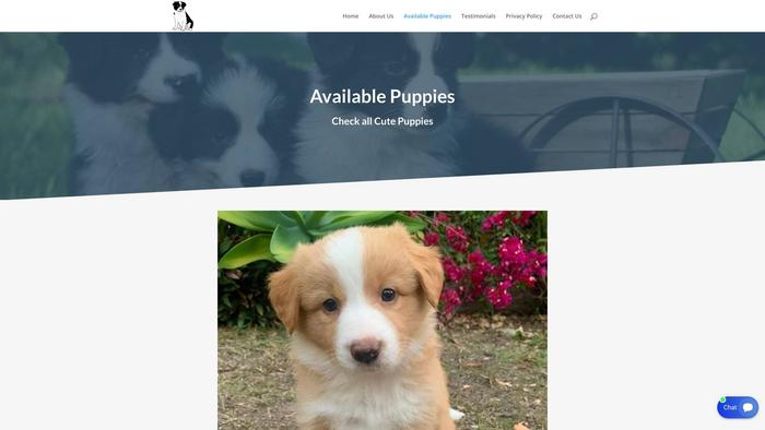 Pottytrainbordercolliepuppies.com - Bordercollie Puppy Scam Review