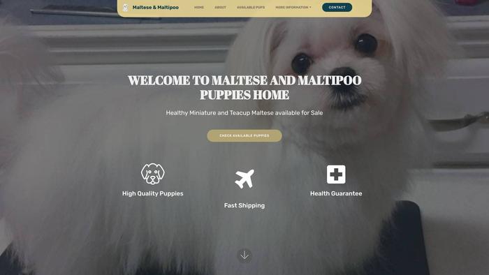 Rightmaltesenmaltipoo.com - Maltese Puppy Scam Review