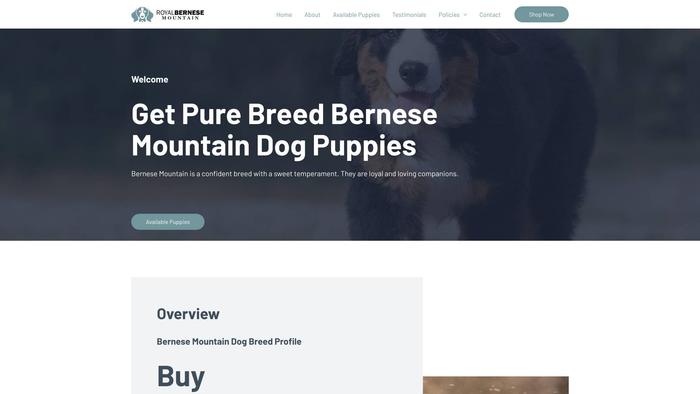 Royalbernesemountain.com - Bernese Mountain Dog Puppy Scam Review