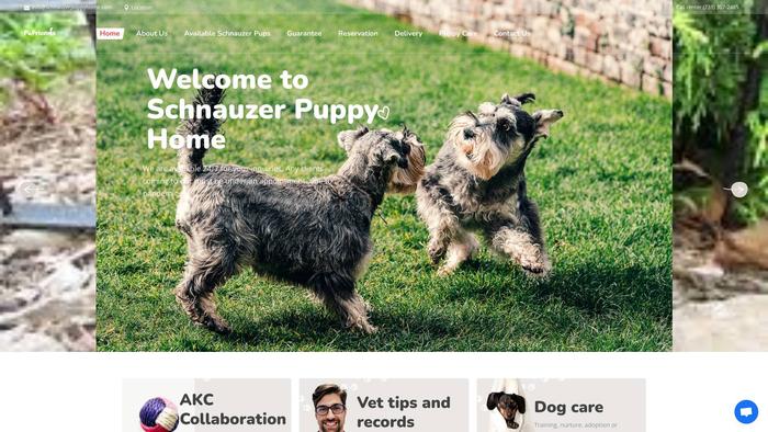 Schnauzerpuppyhome.com - Schnauzer Puppy Scam Review