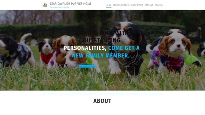 Starcavalierpuppieshome.com - Cavalier King Charles Spaniel Puppy Scam Review