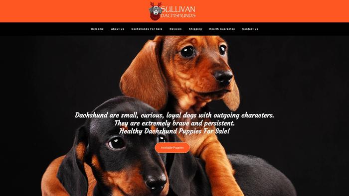 Sullivandachshunds.com - Dachshund Puppy Scam Review