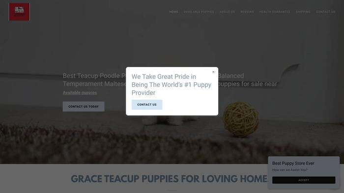 Tchampionteacuppuppies4homes.com - Poodle Puppy Scam Review