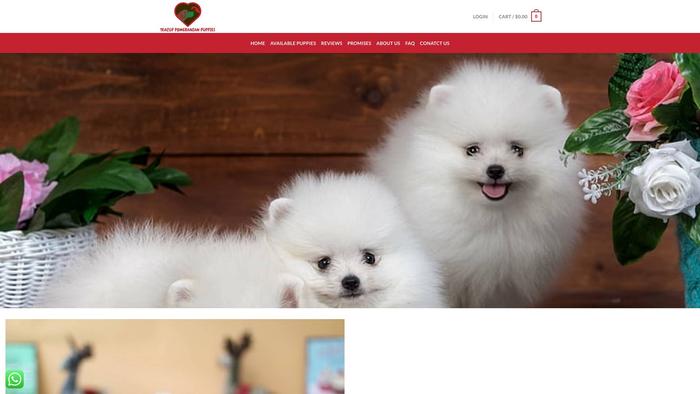 Teacuppomeranianspuppies.com - Pomeranian Puppy Scam Review