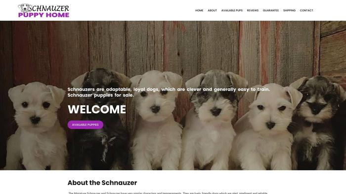 Theschnauzerpuppyhome.com - Schnauzer Puppy Scam Review