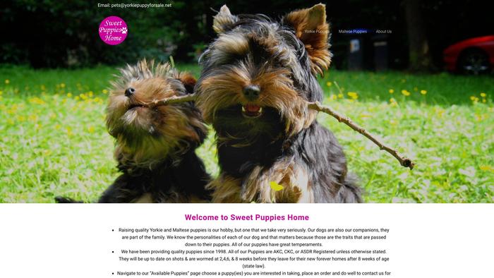 Yorkiepuppyforsale.net - Yorkshire Terrier Puppy Scam Review