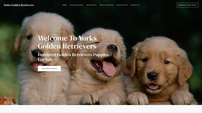 Yorksgoldenretrievers.com - Golden Retriever Puppy Scam Review