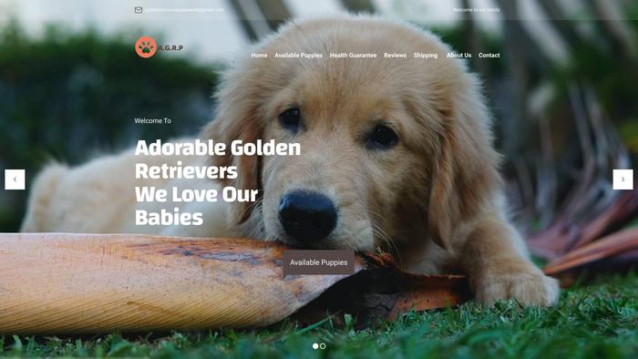 Adorablegoldenretrieverpuppies.online - Golden Retriever Puppy Scam Review