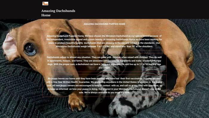 Amazingdachshundbreeders.com - Dachshund Puppy Scam Review