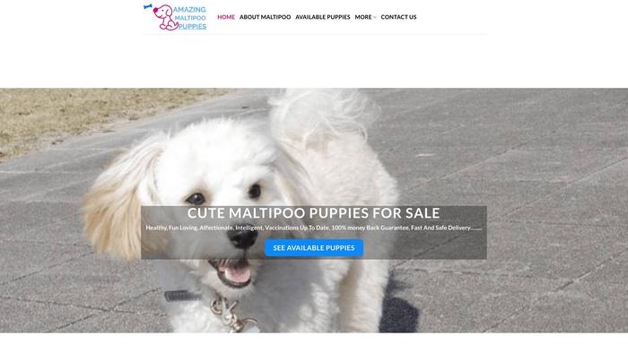 Amazingmaltipoopuppies.com - Maltipoo Puppy Scam Review