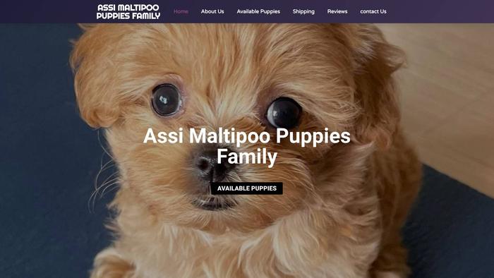 Assimaltipoopupsfamily.com - Maltipoo Puppy Scam Review