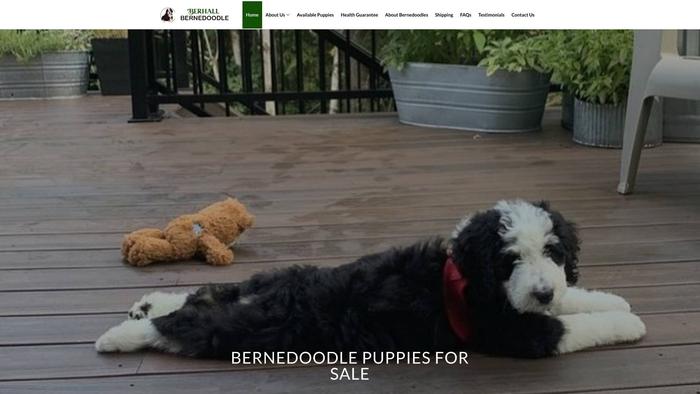 Berhallbernedoodle.com - Bernedoodle Puppy Scam Review