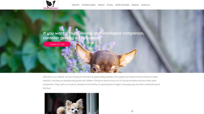 Bernchihuahua.com - Chihuahua Puppy Scam Review