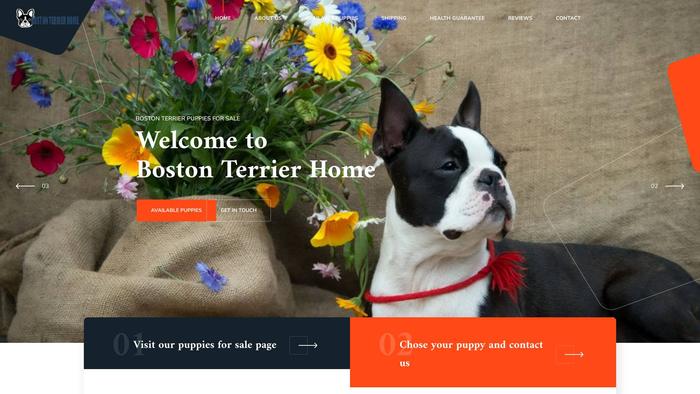 Bostonterriershome.com - Boston Terrier Puppy Scam Review