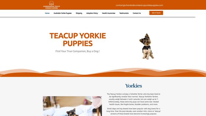 Chandrabrunsteacupyorkiepuppies.com - Yorkshire Terrier Puppy Scam Review