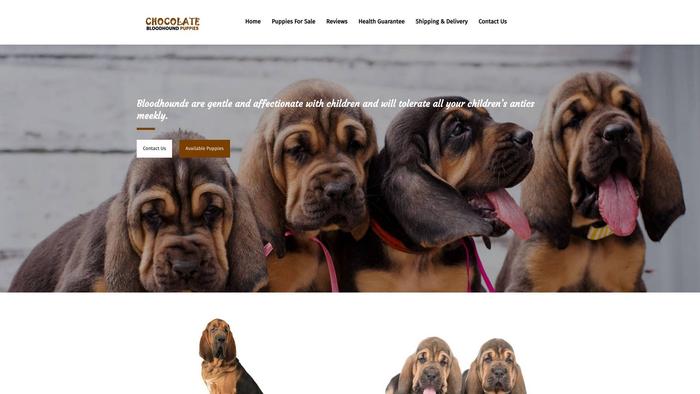 Chocolatebloodhoundpuppieshome.com - Bassethound Puppy Scam Review