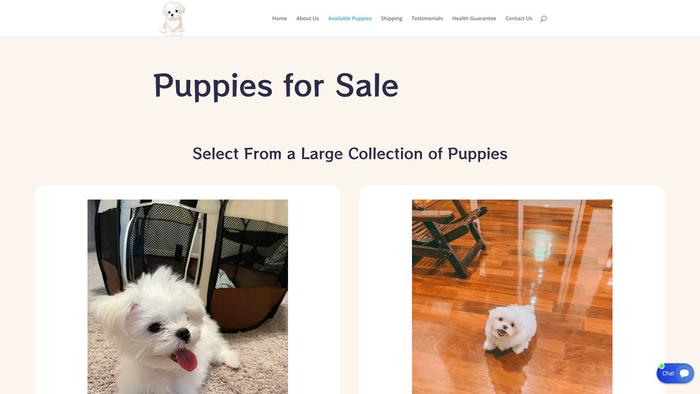 Cutejoyousmaltesepuppy.com - Maltese Puppy Scam Review