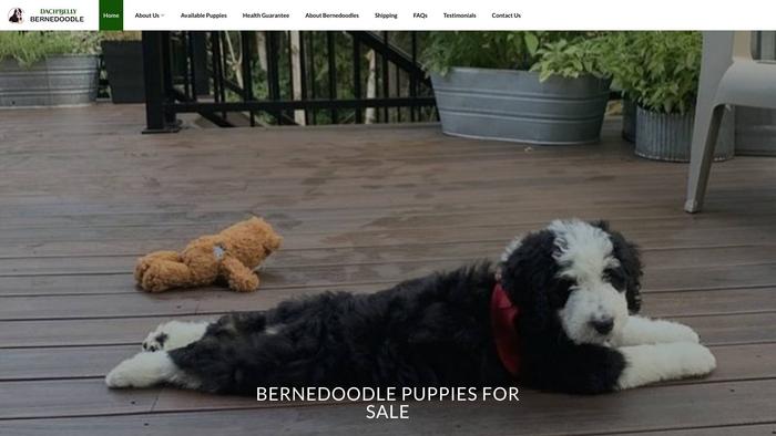 Dachbellybernedoodle.com - Bernedoodle Puppy Scam Review