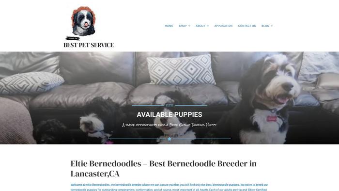 Eltiebernedoodlepuppieshome.com - Bernedoodle Puppy Scam Review