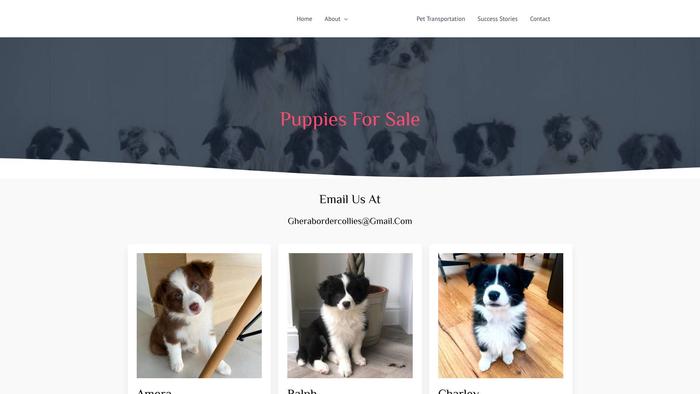 Gherabordercollies.com - Bordercollie Puppy Scam Review