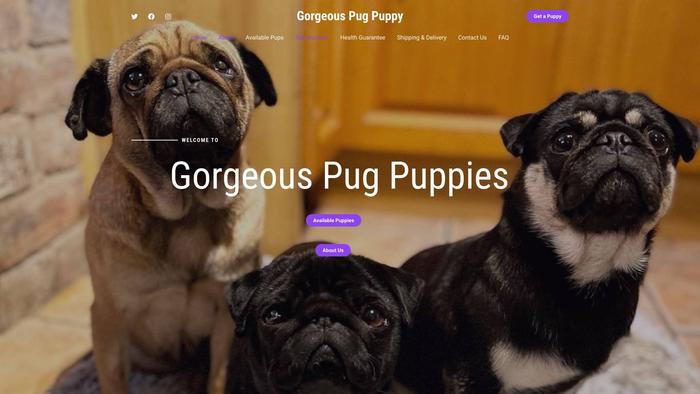 Gorgeouspugpuppy.com - Pug Puppy Scam Review