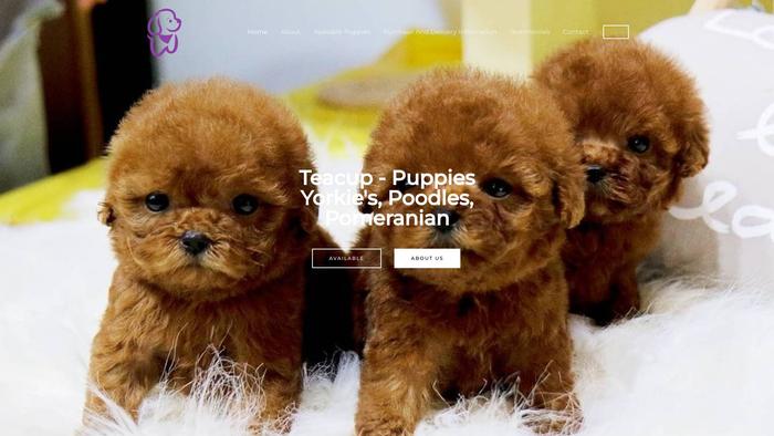 Kimpets.online - Yorkshire Terrier Puppy Scam Review