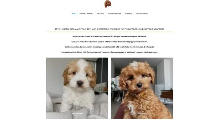 Maltipoostx.com - Maltipoo Puppy Scam Review