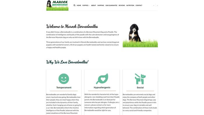 Marockbernedoodles.com - Bernedoodle Puppy Scam Review