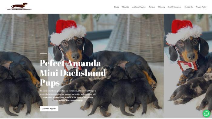 Pefectamandaminidachshundpups.com - Dachshund Puppy Scam Review