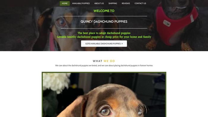 Quincydachshundpuppies.com - Dachshund Puppy Scam Review