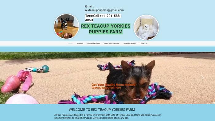 Rexteacuppuppiesfarm.com - Yorkshire Terrier Puppy Scam Review