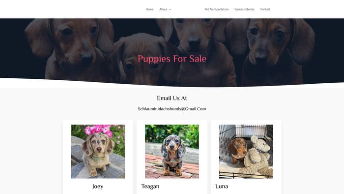 Schlaudachshunds.com - Dachshund Puppy Scam Review