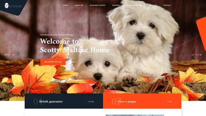 Scottymaltesehome.com - Maltese Puppy Scam Review