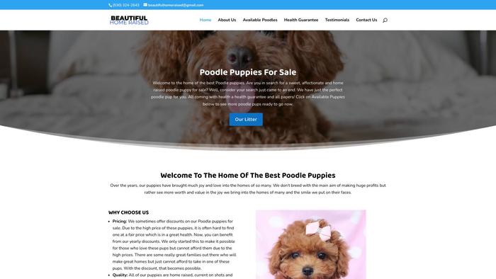 Beautifulhomeraised.com - Poodle Puppy Scam Review