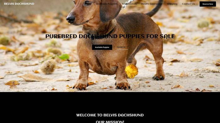 Belvisdachshund.com - Dachshund Puppy Scam Review